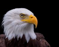 Head of bald eagle Head of bald eagle
