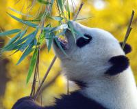 Panda Panda