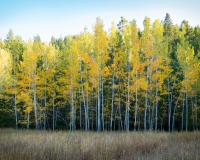 stand of trees 