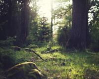 Forest floor Forest floor