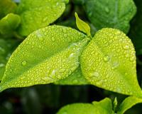 Leaf Leaf