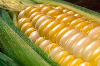 corn corn